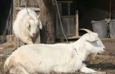 羊腿瘸了怎么处理,羊脚瘸了怎么治疗