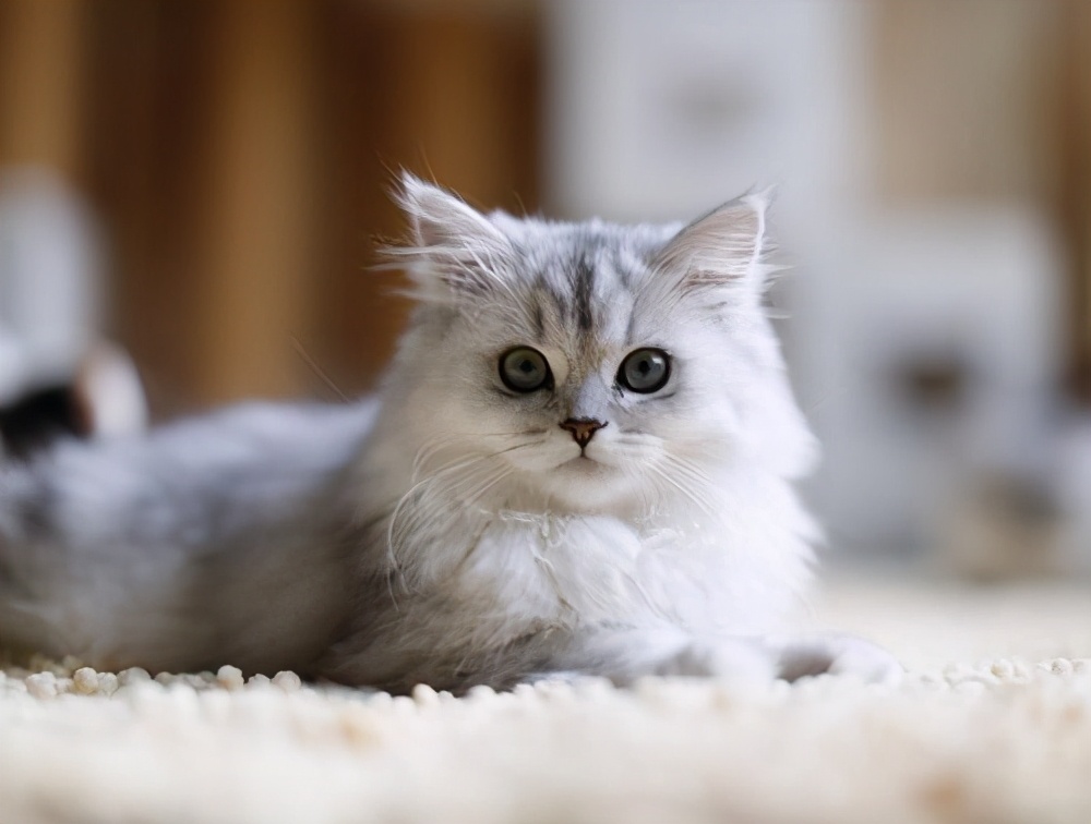 金吉拉猫拉肚子吐毛球,金吉拉拉稀什么病