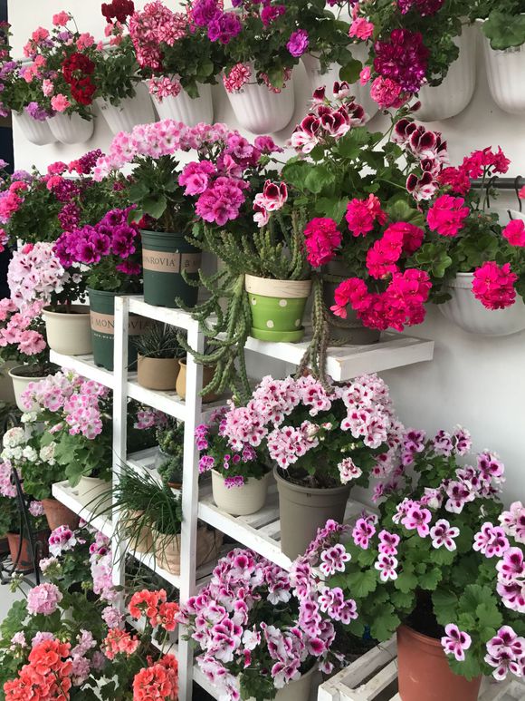 天竺葵大棵老桩,老奶奶种天竺葵