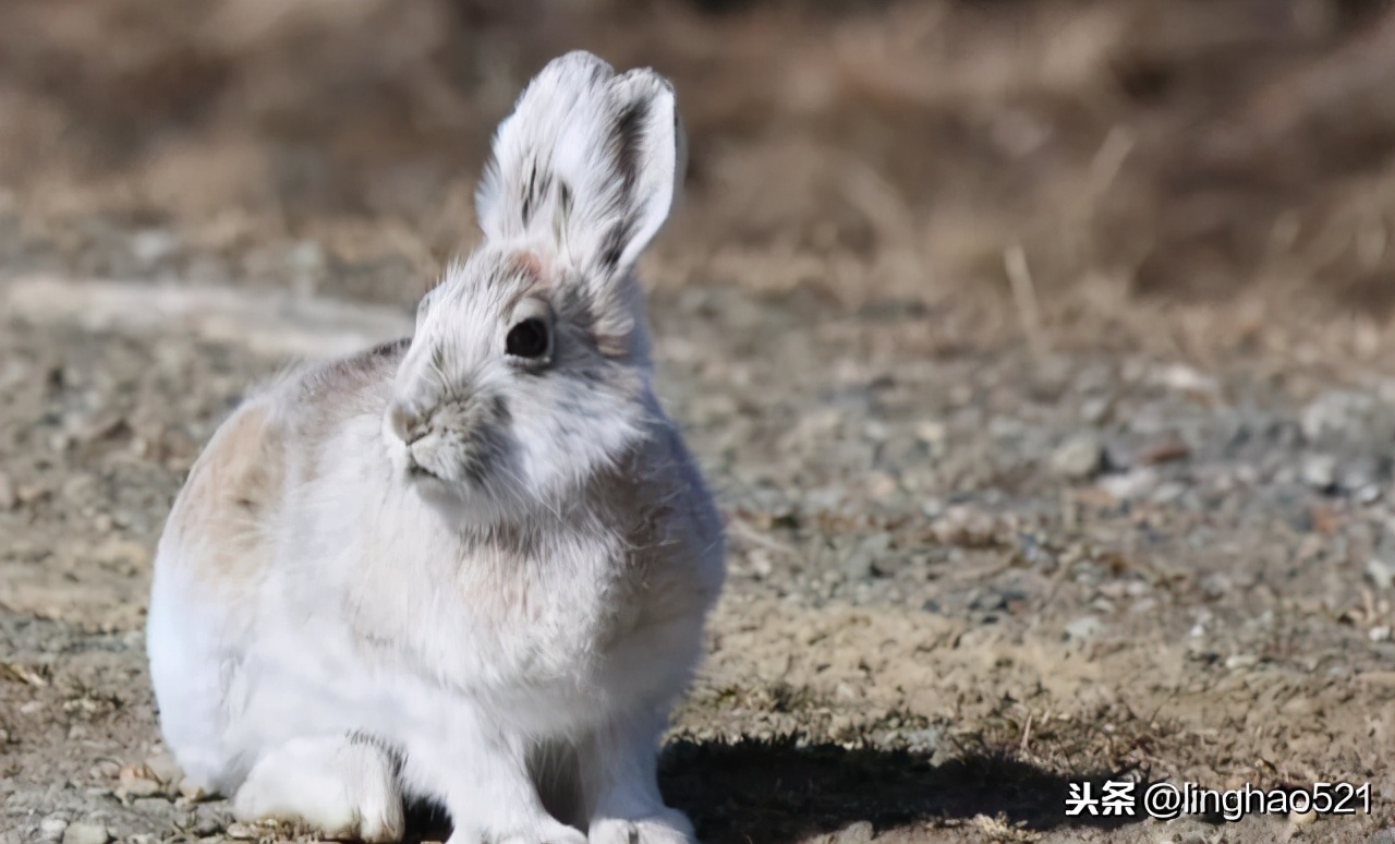 冬天野兔路线怎么判断,冬猎技巧讲解