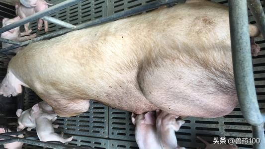 猪场母猪流产不用慌，这样做，配种成功率提升90%