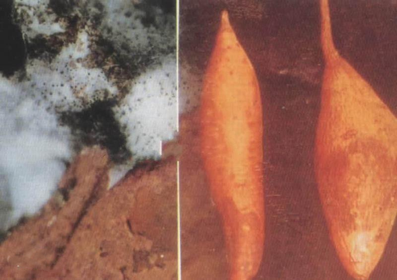 红薯病虫害大全,红薯病虫害大全图片