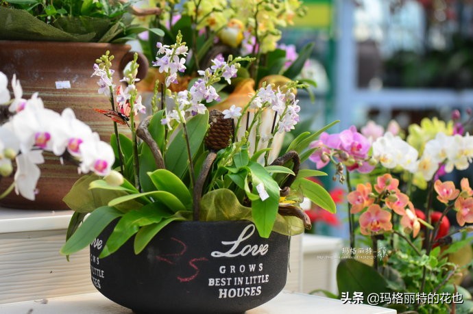 过年买点花,过年了买点什么花草