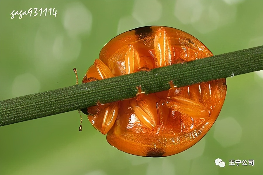 玉米上的虫害打什么药,玉米虫害防治口诀谚语