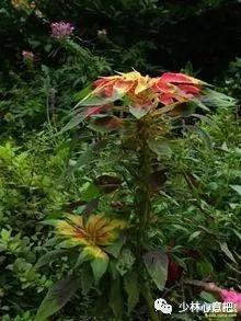 动物中药功效大全,中药药材大全及功效