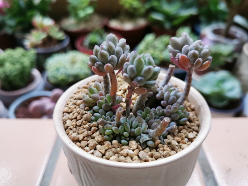 又美又好养还爱爆盆的多肉品种,什么品种的多肉好看又好养