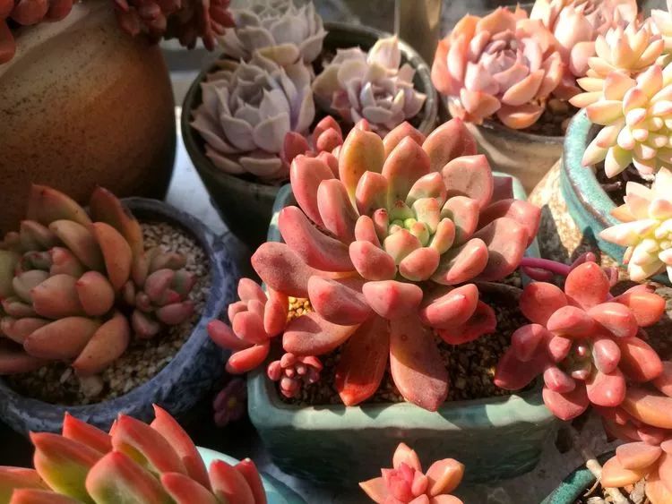 冬日暖阳邂逅最美的多肉,冬日暖阳和多肉暖了我的心