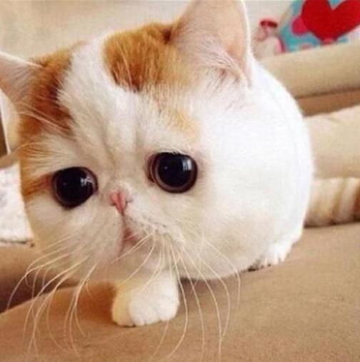 哪个品牌的罐头主子最喜欢,哪个是毒罐头,99%的人不知道的事