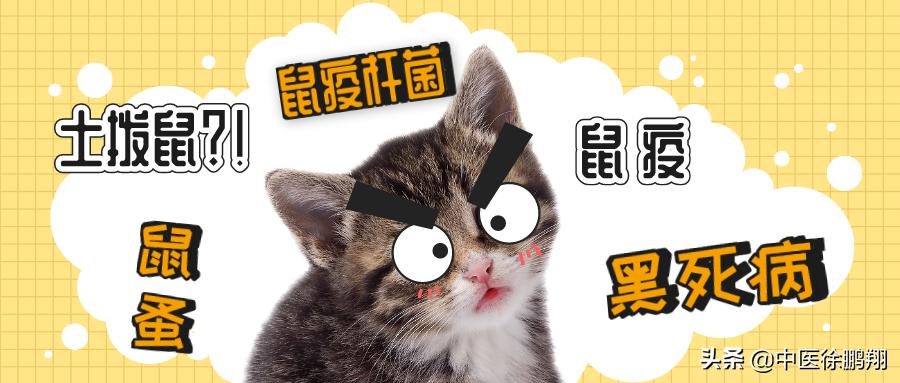 鼠疫最新事件新闻科普,鼠疫科普