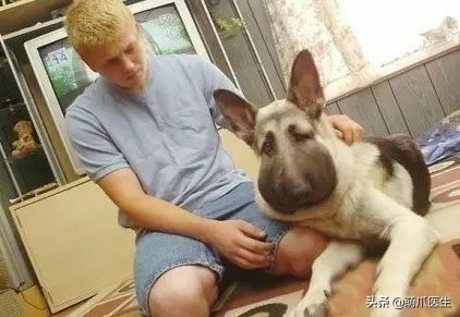 猫咪被蜜蜂蜇了怎么办,猫被蜜蜂蜇了的照片