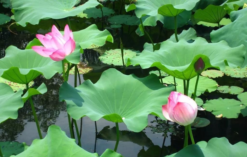 苏州赏荷花地方,美翻南湖景区