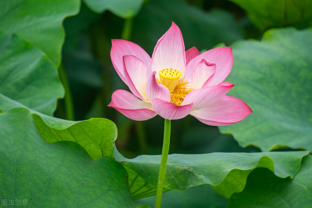 新手也能拍得好荷花摄影技巧,拍荷花的九个技巧