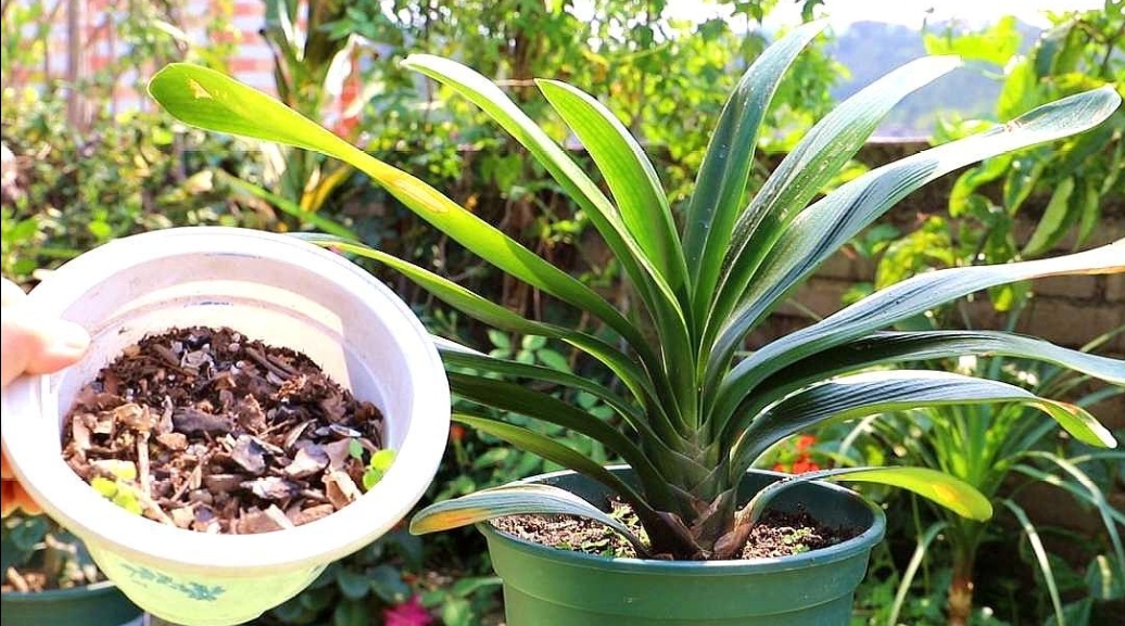 养啥花都好使不花钱的营养土,营养土哪种最好养