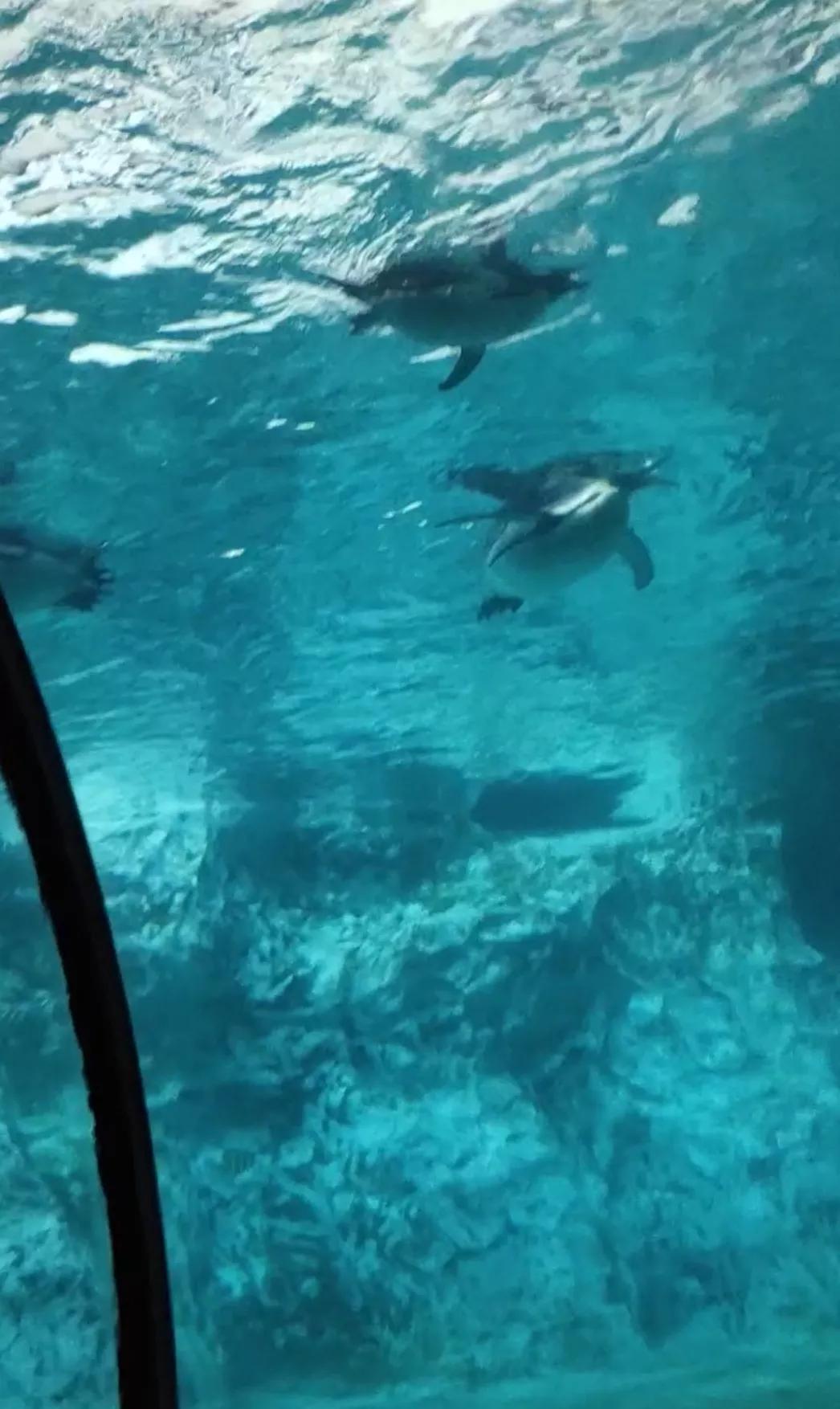 珠海长隆海洋王国二日游攻略,珠海长隆海洋王国一日游详细攻略