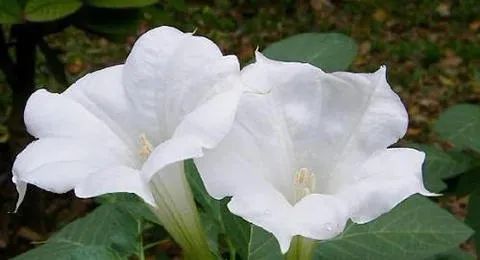 影视里绿色的毒药图,影视剧常见毒药