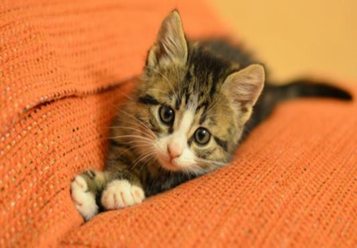 猫咪乱拉乱尿是不是猫砂盆没清理,猫咪乱拉乱尿能打吗