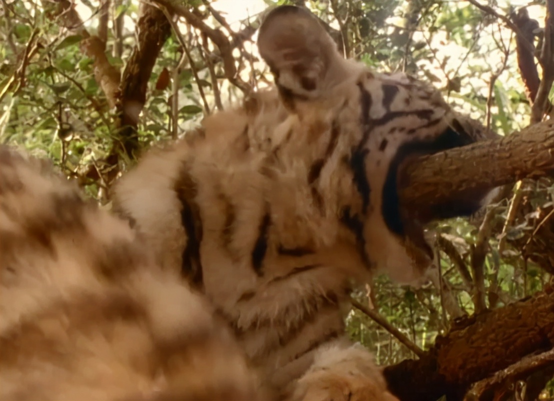 科学家把两头老虎运到非洲，这样的入侵，狮子还能保住地位吗？