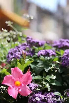 尼康单反初学人像摄影技巧大全,尼康单反相机入门教程人像