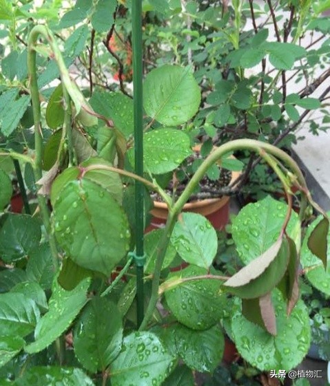 教你识别十大虫害,专治各种害虫图谱大全