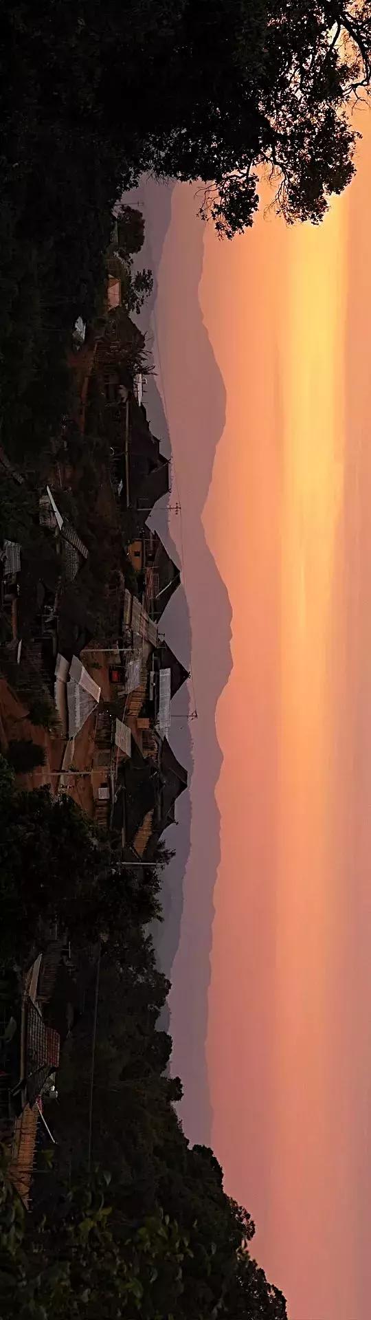 谁才是真正的皇家贡茶,皇家贡茶有多厉害