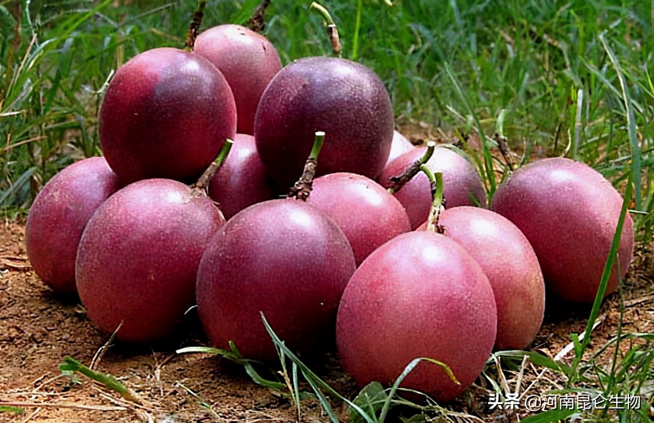 百香果茎基腐烂防治方法,百香果烂根黄叶是什么原因