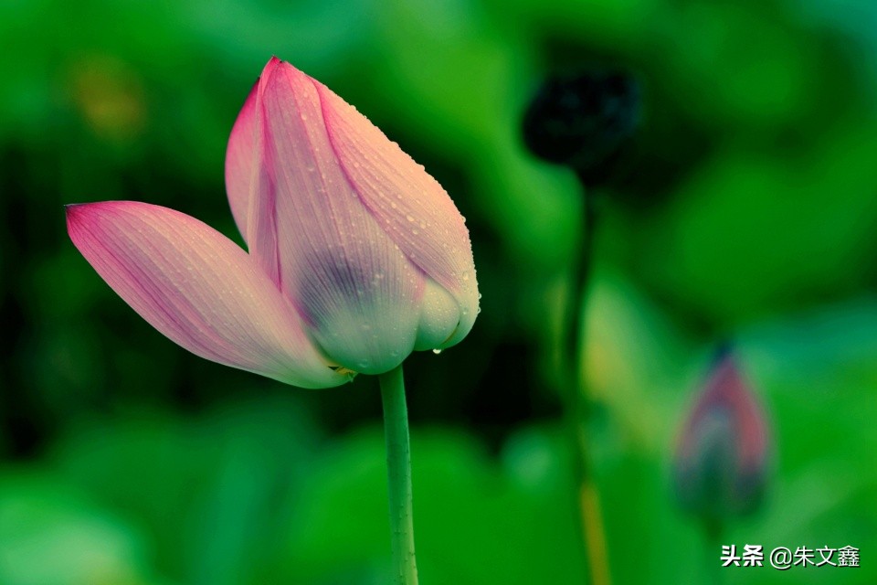 芜湖赏荷花,芜湖赏荷花好去处推荐