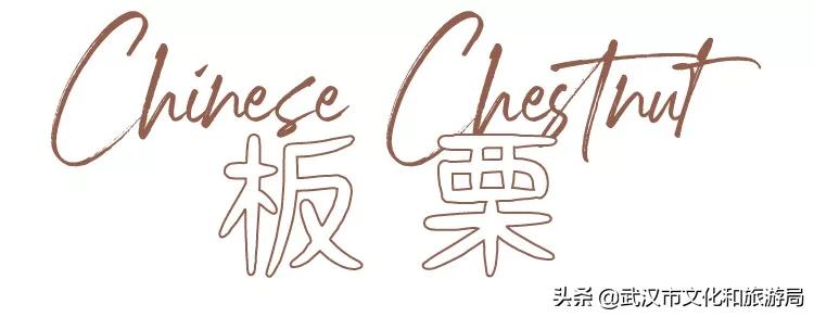 板栗葡萄采摘园,板栗桠葡萄采摘园