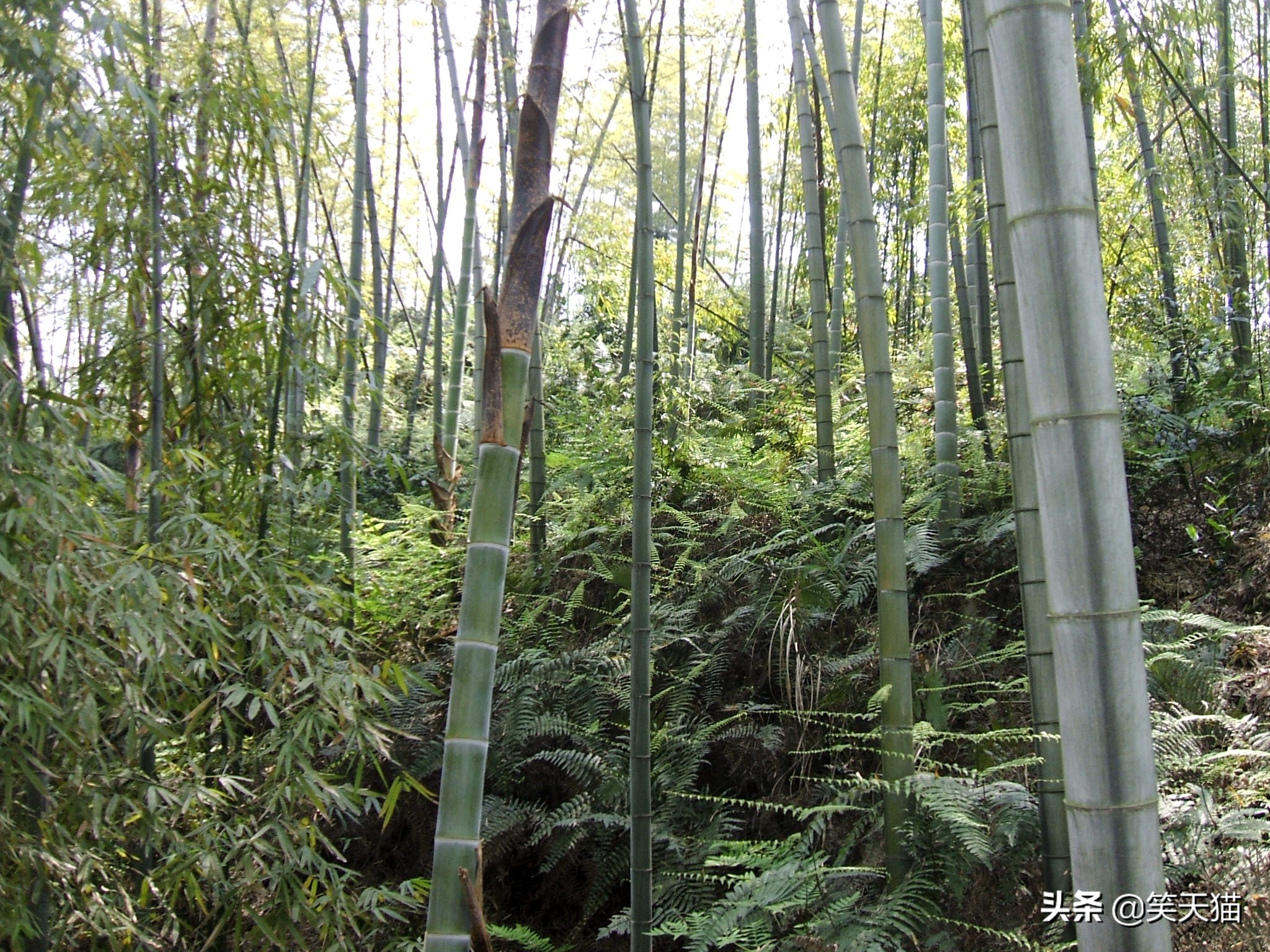 四川宜宾竹海风景,宜宾蜀南竹海全视频