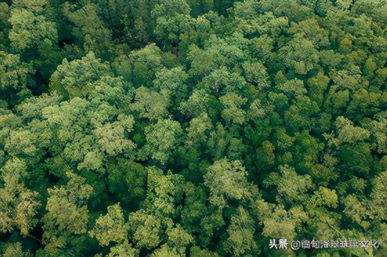 翡翠颜色的细节分类详解,翡翠帝王绿玉髓图片大全