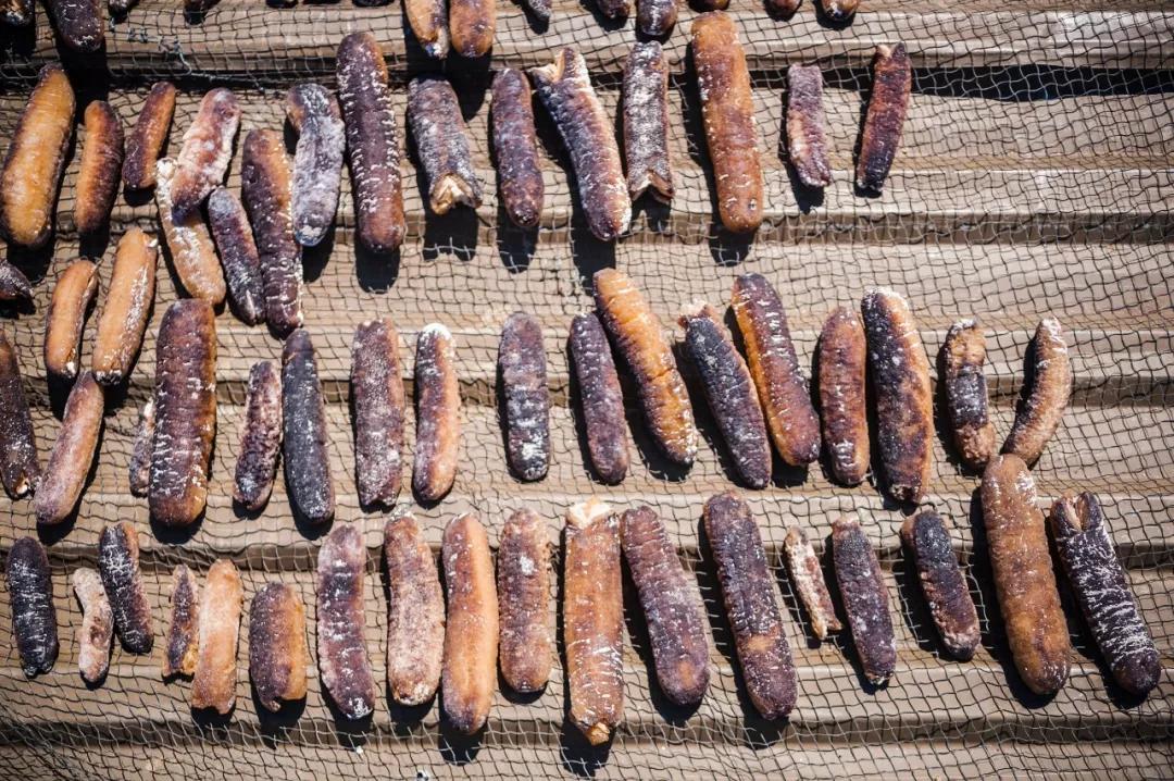 海参是北极参好还是辽参好,海参刺参光参