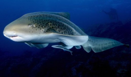 母鲨同居十年意外生崽,两只母鲨同居10年