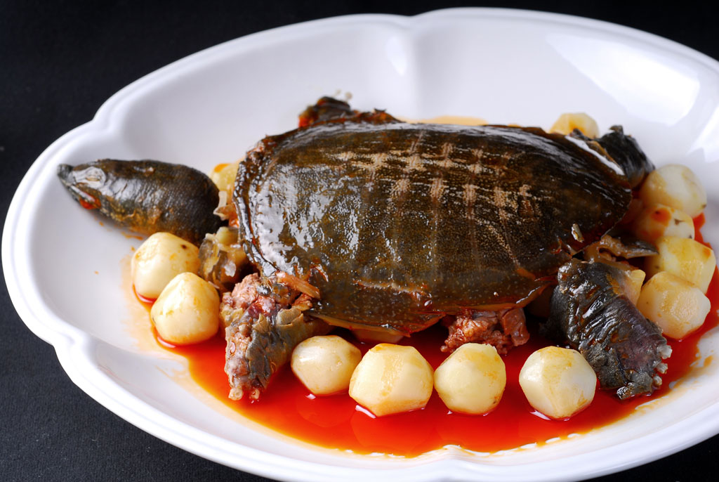 养甲鱼姚志刚,致富经姚志刚甲鱼