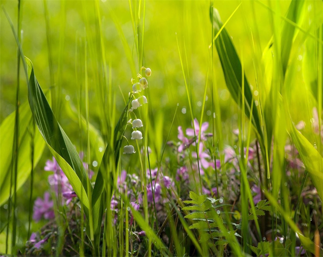 铃兰花的养殖方法视频教程,铃兰花的养殖方法喜肥吗