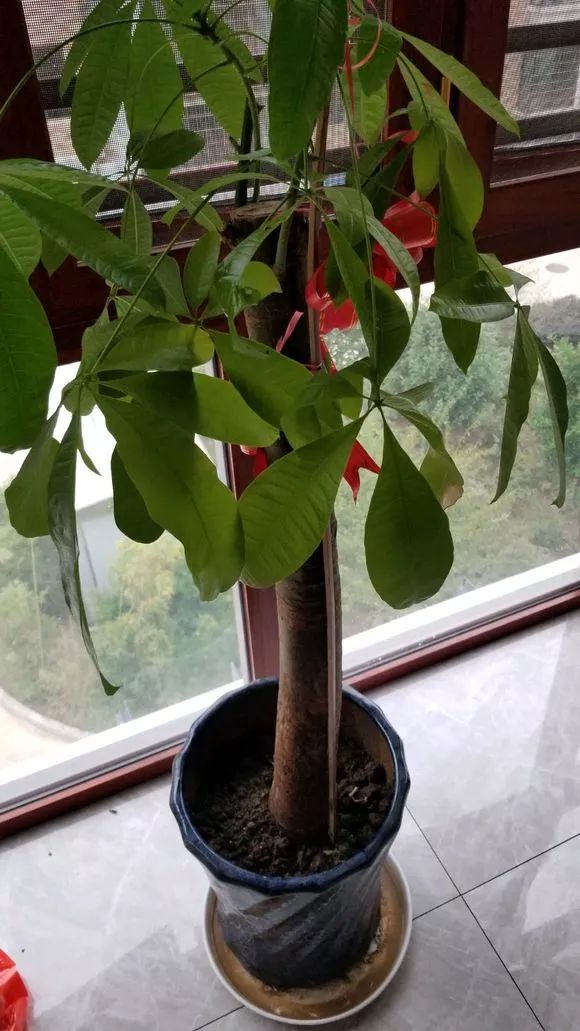 独杆发财树叶子下垂是什么原因,发财树叶子下垂是什么原因啊