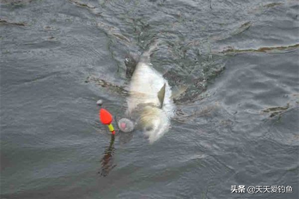 抛竿钓鲢鳙怎么饵料老跑水面上去,钓鲢鳙怎么抛竿饵料不容易掉