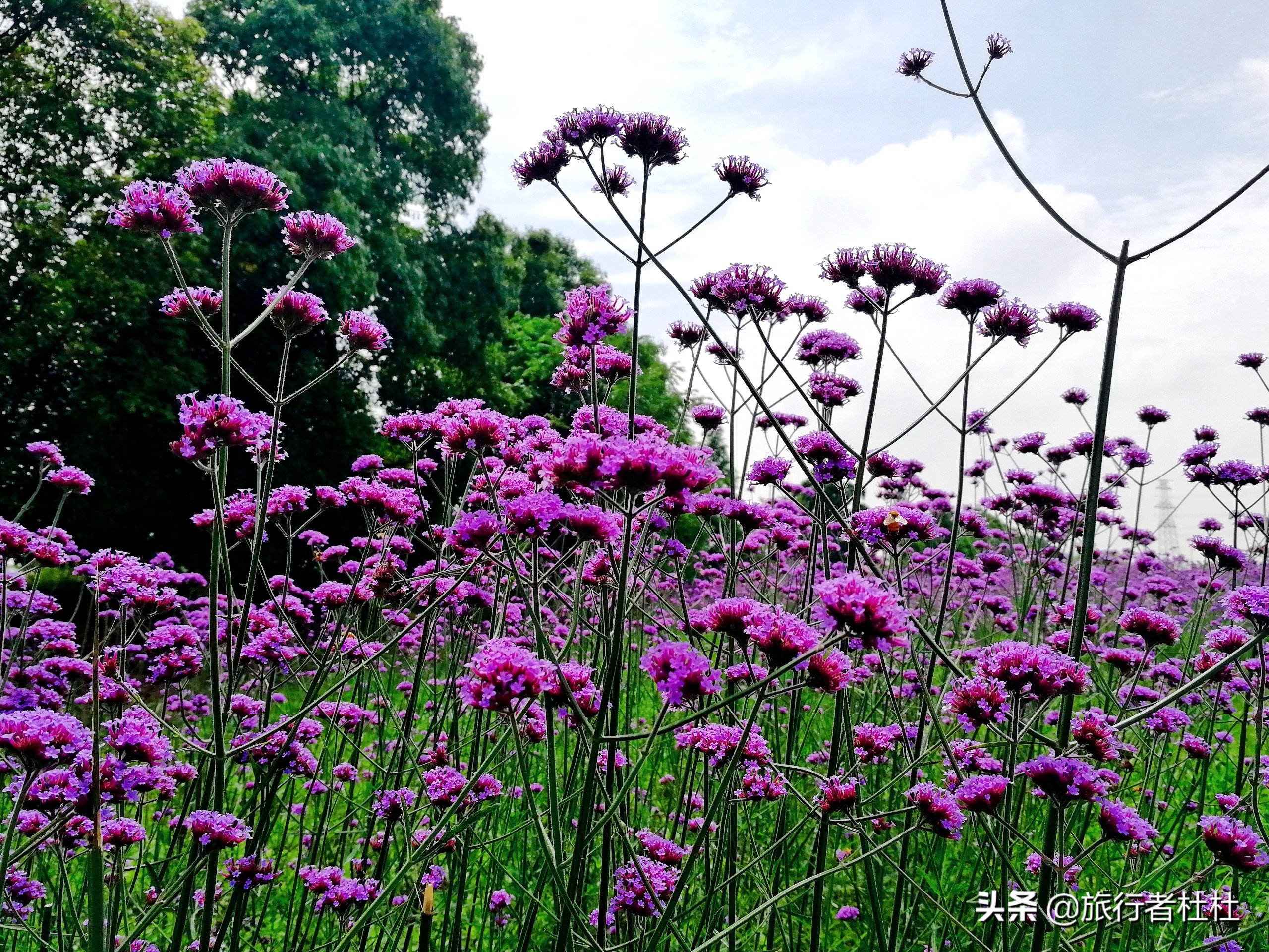 江北荪湖马鞭草花园,荪湖马鞭草花海要买票吗