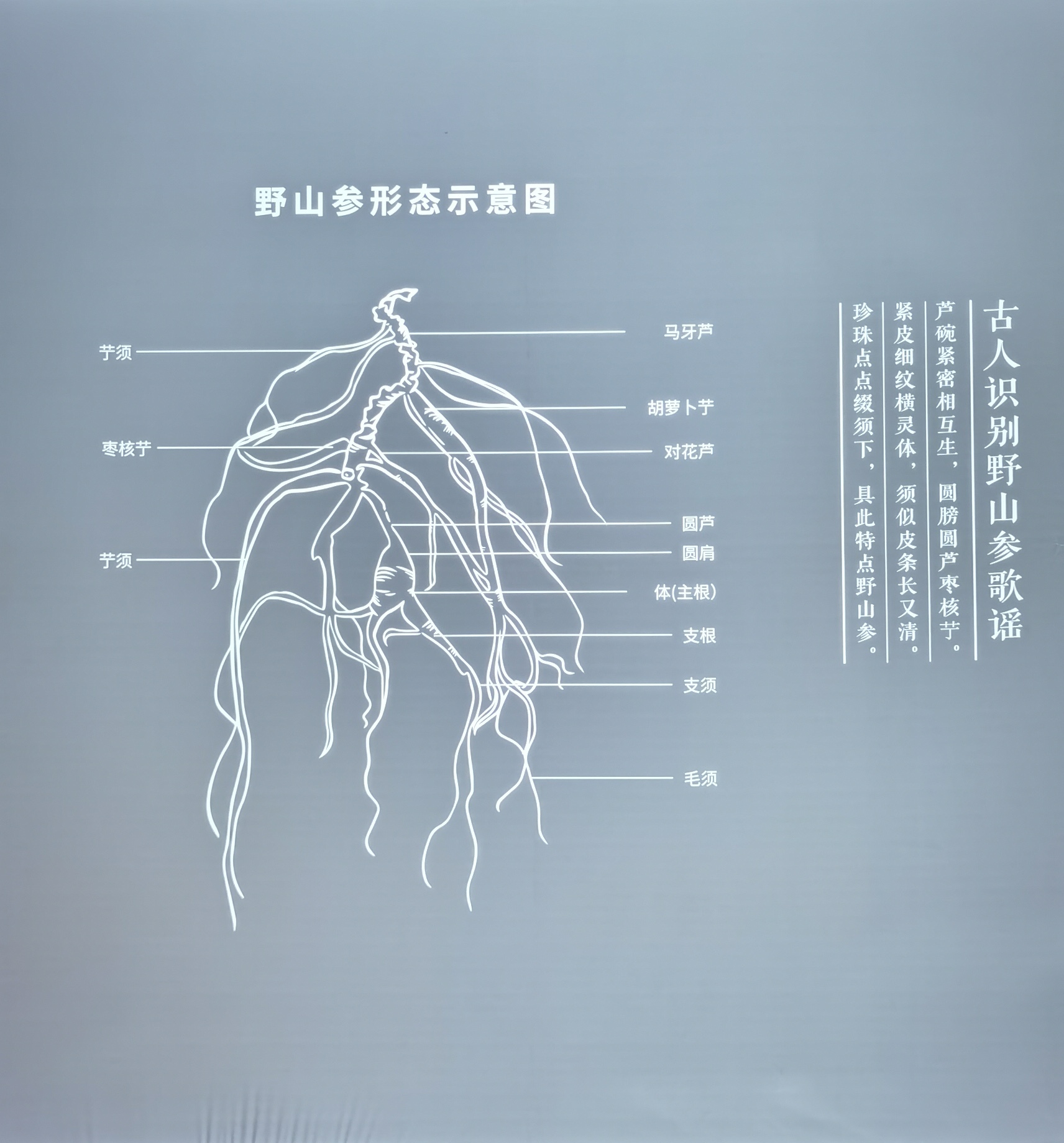 山参文化,野山参非遗