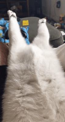 猫：来啊，踩我屁股啊，使点劲儿