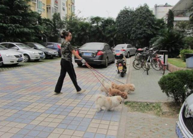 狗狗一出笼子就兴奋乱跑怎么训练,狗狗出门乱跑不跟随主人怎么办