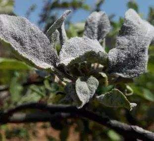 果树白棉病怎么防治,果树白叶病怎么治疗最好