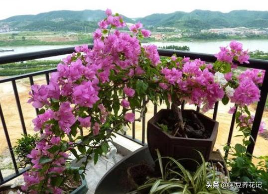 露台养花草种菜,露台种植花草盆栽