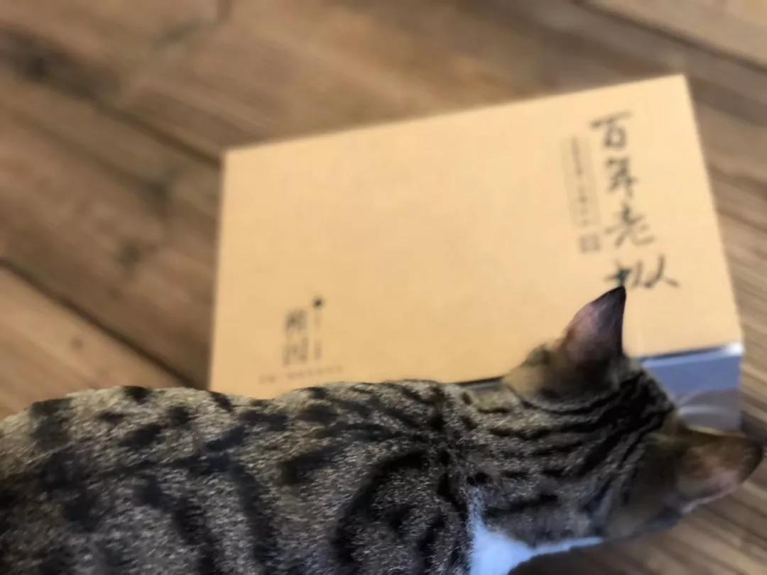 一人一茶一猫陪伴的时光,一人一茶一猫