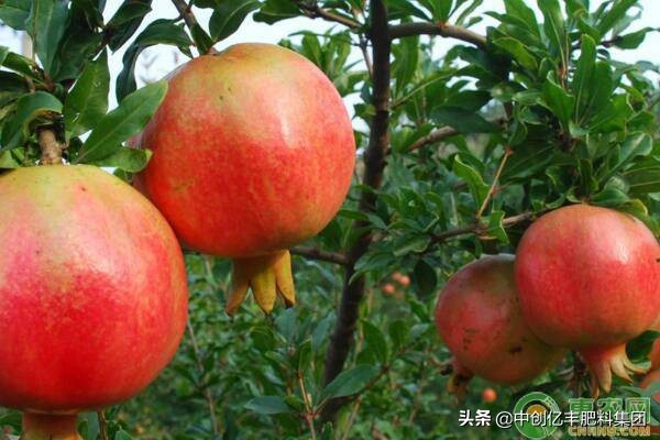 石榴怎么施肥才能高产,桔子高产还是石榴高产