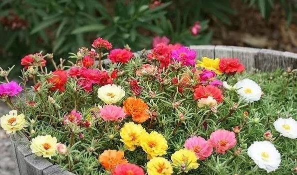 花土结块,怎么防止花土结块