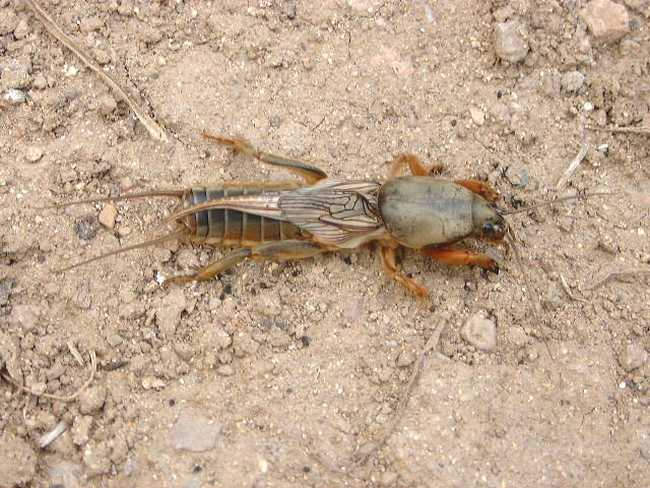 北方常见的昆虫科普知识大全集,南方动植物昆虫实物图鉴