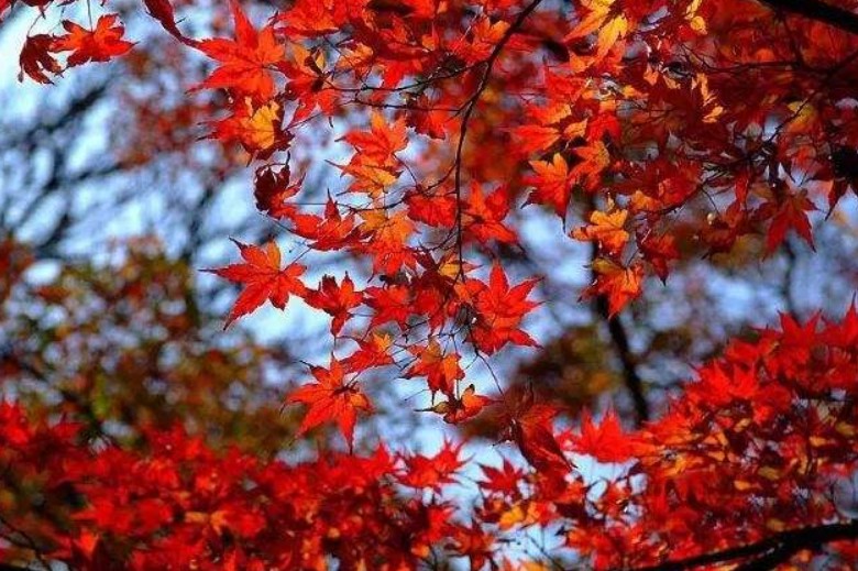 揭秘巴西足球为什么如此强势,巴西青训天才