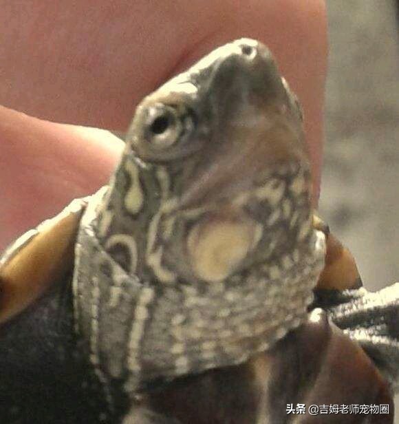 龟友的龟生病了,龟友养龟正确方法