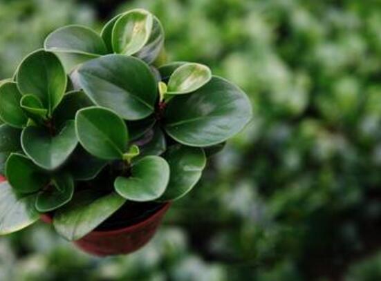 青叶碧玉怎么养,紫边青叶碧玉的养殖方法