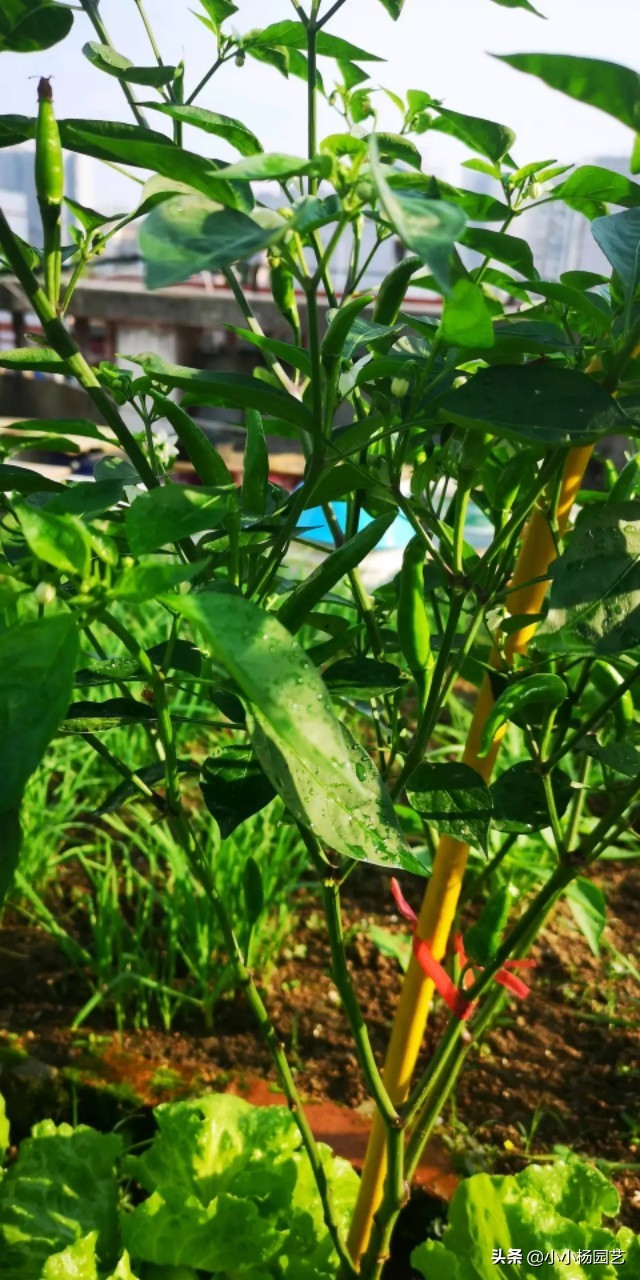 阳台种植蔬菜的方法和技巧 (阳台种植蔬菜的方法和技巧省空间)