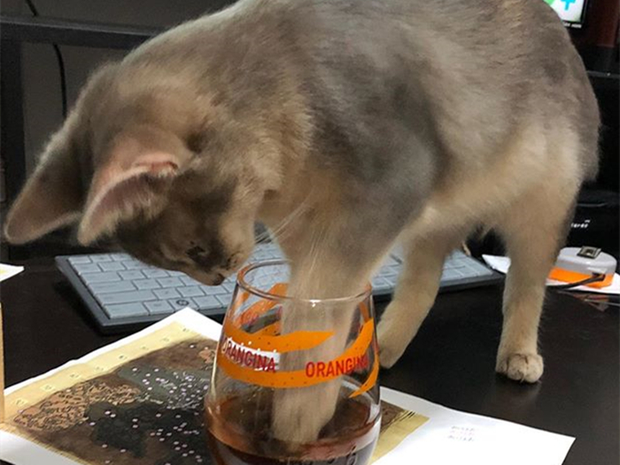 猫咪好奇的看铲屎官,猫咪喜欢对着铲屎官喷口水